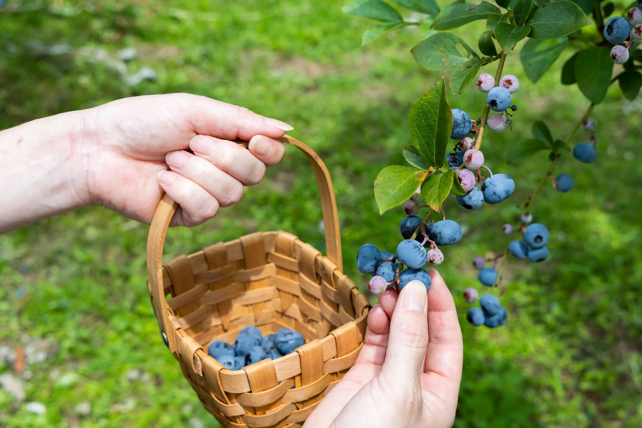約70品種のブルーベリーを食べ比べ＆うきは滞在を一日中楽しむための人気拠点「ベリーガーデン」